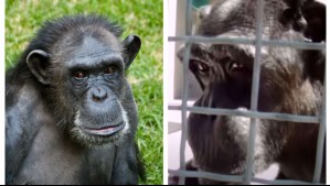 Video muestra a un chimpancé diciendo 'mamá': ¿Qué dice la ciencia al respecto?
