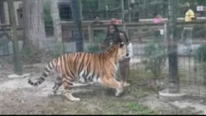 Mujer entró a zona de tigres en zoológico para hacerle cariño: Felino la atacó pero alcanzó a salvarse