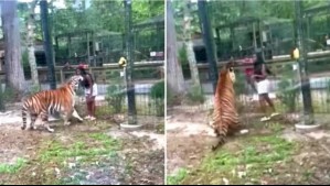 Video muestra momento en que mujer saltó valla para acariciar a tigre en un zoológico: Ahora es buscada por la policía