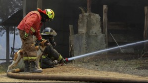 Bomberos y veterinaria municipal de Santa María rescatan a perrito: Su cabeza quedó atrapada en un carrete de madera