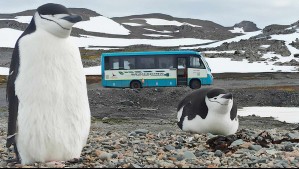 Chile desarrolla primer bus 100% eléctrico que funcionará en la Antártica: Así son las sorprendentes micros