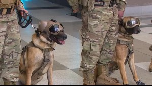 Sorprendieron con sus habilidades: Perritos del Ejército se lucen en la previa de la Parada Militar