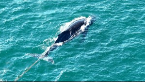 La millonaria deuda monetaria que Chile tiene con las ballenas