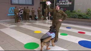 Perrito de Carabineros se luce bailando 'patita' de cueca en la previa de Fiestas Patrias