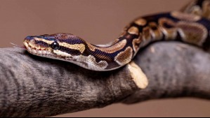 Mide un metro y lleva casi una semana perdida: ¿Qué se sabe de la serpiente pitón que se fugó de edificio en Valparaíso?