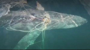 Video muestra el rescate de gigantesca ballena atrapada en el mar: Operativo tardó cuatro días