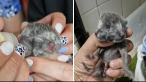 Nace gato con dos caras en Chile: Experto explica por qué se produce esta malformación genética