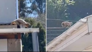 'No acercarse y no alimentarlo': Mono escapó del zoológico de Quilpué y se encuentra deambulando por la ciudad