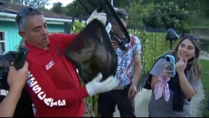 'Se metió a la casa y lo atrapé': Encuentran a mono que había escapado desde el zoológico de Quilpué