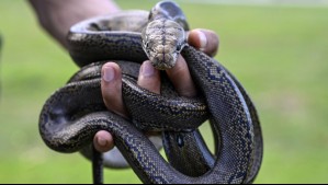 Aduanas asume investigación de serpiente pitón desaparecida en Valparaíso: Dueña no contaría con el permiso de tenencia