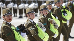 Se llevaron todas las miradas: Así fue la participación de los cachorros de Carabineros en la Parada Militar