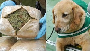 Perro de Carabineros fue crucial en la diligencia: Sacan de circulación alrededor de 160 kilos de marihuana 'gourmet'