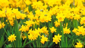 Primavera 2024: Este es el día y la hora en que inicia esta estación del año en Chile