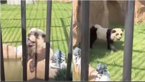 Zoológico chino pintó a perros para que parezcan osos panda y visitantes los descubrieron cuando empezaron a ladrar