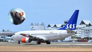 Avión aterrizó de emergencia por la aparición de una rata: Saltó desde la comida de una pasajera