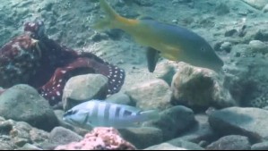 Video muestra a pulpos liderando pandillas de caza bajo el mar