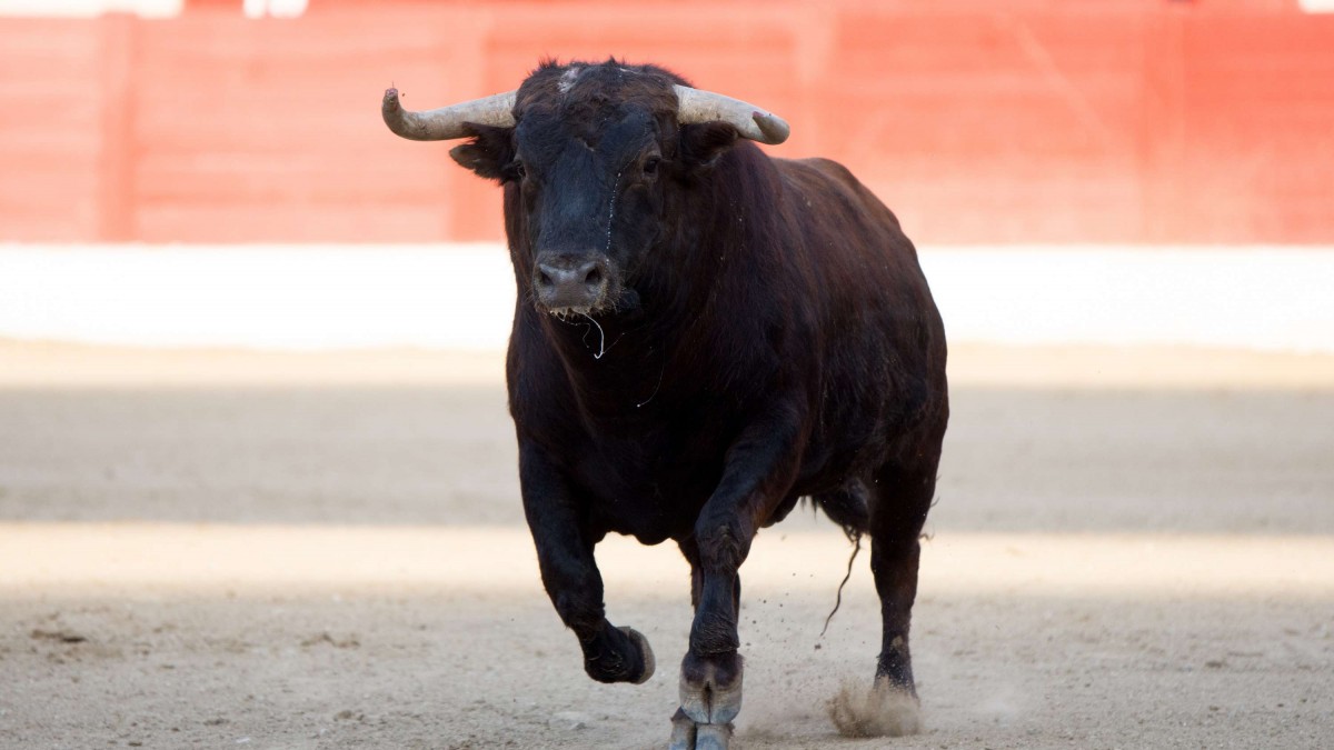 Un muerto y cuatro lesionados deja ataque de toro en un pueblo de España