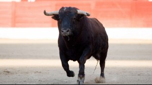 Un muerto y cuatro lesionados deja ataque de toro en un pueblo de España