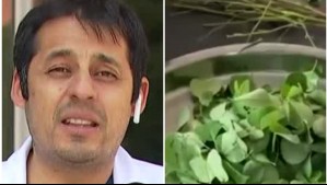 Polémica por venta de moringa: Experto explica las consecuencias del consumo de este suplemento