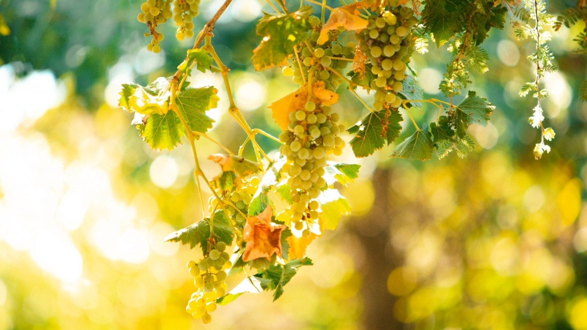 San Javier busca convertirse en la 'Capital del Vino Patrimonial' por medio de ambicioso plan municipal