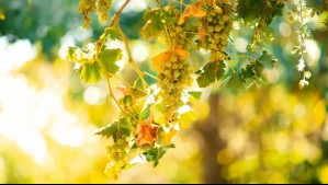 San Javier busca convertirse en la 'Capital del Vino Patrimonial' por medio de ambicioso plan municipal