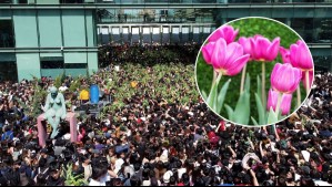 Árboles caídos, desmayos y largas filas: El caos que generó entrega de tulipanes gratis en Las Condes