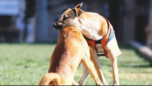 Nuevo caso de maltrato animal en Punta Arenas: Matan a perrita de un disparo mientras jugaba en una parcela