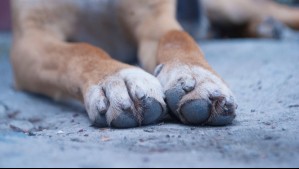 Municipio retira y deriva a clínica veterinaria a mascotas que habrían sido abusadas en Valparaíso