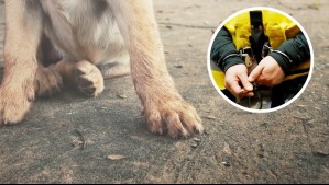 Condenan a hombre que atacó a perro con arma blanca en Copiapó: No podrá tener mascotas de por vida