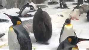 Furor por 'Pesto', el tierno pingüino rey bebé que se ha hecho viral por su gran tamaño