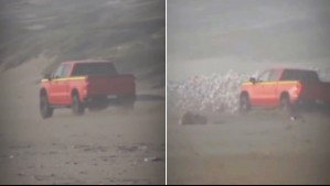 Acusan a conductor de atropellar intencionalmente a aves marinas en playa Ritoque de Quintero