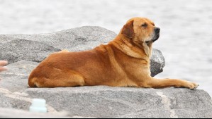 Muere hombre acusado de abusar de sus mascotas en Valparaíso: Había sido apuñalado tras la denuncia