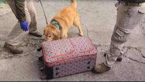 Perro antidrogas detecta maleta con más de 10 kilos de droga en Terminal San Borja