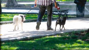 'Los vecinos me trataron de asesina': Habla dueña de perro que mató a otra mascota en Vitacura