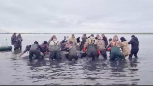 Video muestra rescate de 4 orcas que estaban varadas en Rusia