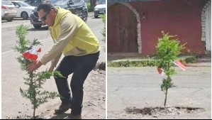 Plantó árboles en hoyos de la calle: La curiosa protesta que realizó un vecino de Curicó