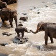 Dos elefantes murieron ahogados durante una inundación repentina en Chiang Mai, capital turística del norte de Tailandia, anunció este domingo un responsable de un santuario de paquidermos.