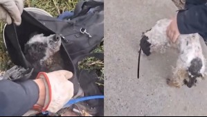 Investigan maltrato animal viralizado en redes sociales: Perrito fue encontrado amarrado dentro de un bolso en Renca