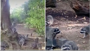 Más de 100 mapaches invaden el patio de una casa en EEUU: Se cree que fueron a buscar comida