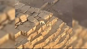 Captan desde las alturas a perro en la cima de la pirámide de Guiza en Egipto