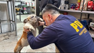 'Estaba en condiciones de salud deplorables': Detienen a sujeto en Lampa por maltrato animal