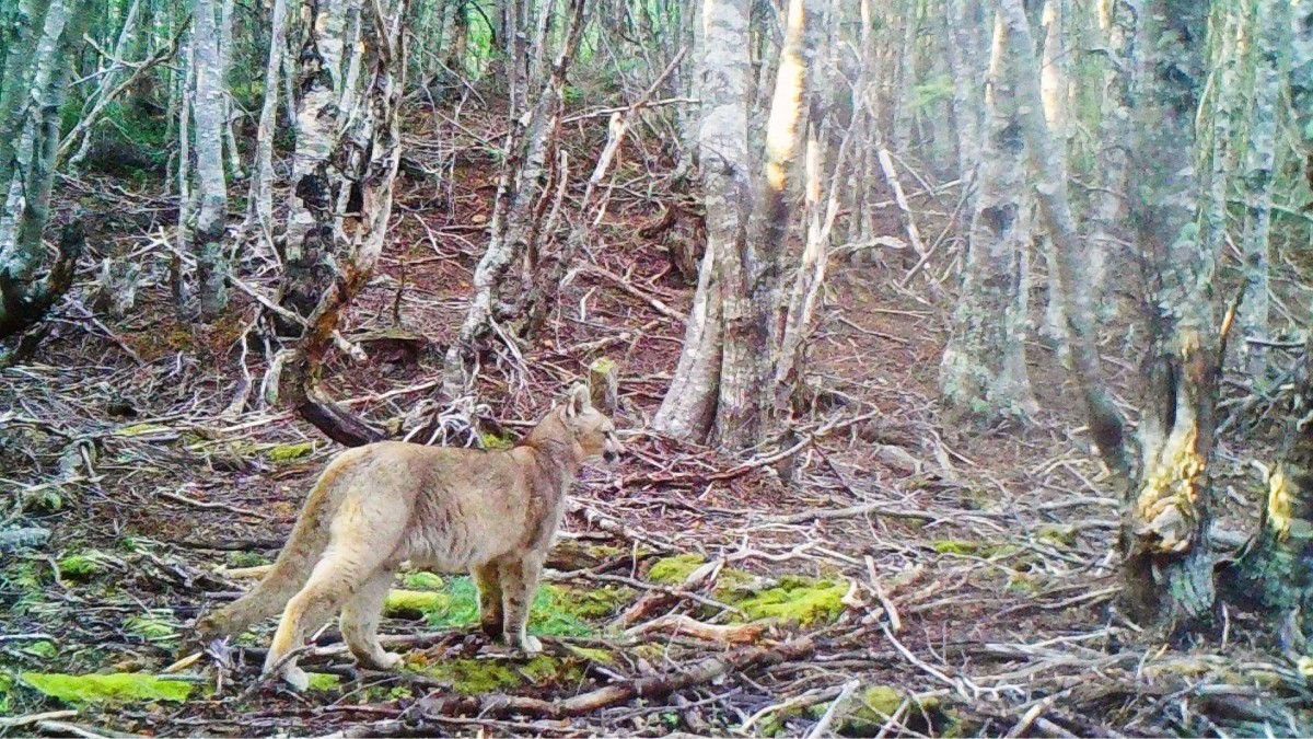 'Registro histórico': Captan de forma inédita a un cachorro de puma en la región de Magallanes