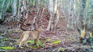 'Registro histórico': Captan de forma inédita a un cachorro de puma en la región de Magallanes