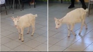 'Todos participan acá en Teno': Graban a un chivo adentro de un local de votación