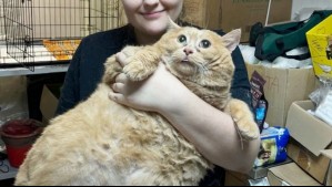 'Nuestro amigo no resistió': Muere Crumbs, el gato más gordo del mundo que llegó a pesar 18 kilos