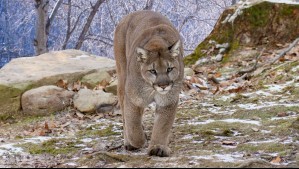 SAG lamenta atropello fatal de puma en Los Lagos y hace llamado a conducir con cuidado: 'Pérdida de un ejemplar valioso'