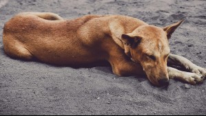 Estos son los alimentos que nunca debes darle a tus mascotas