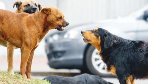 'Le dejaron heridas horribles': Madre denuncia que su hijo de 13 años fue atacado por perros en Ovalle