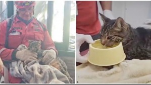 Video muestra emotivo rescate de gata que estuvo 8 días bajo los escombros de hotel que se derrumbó en Argentina