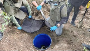 Estaban bajo tierra en un tambor: Hallan armas que habrían sido usadas en crimen de 3 carabineros en Cañete